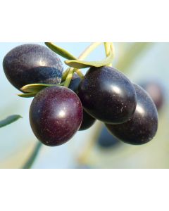 BLACK OLIVES(5KG)